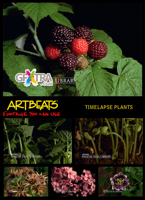 Timelapse Plants NTSC