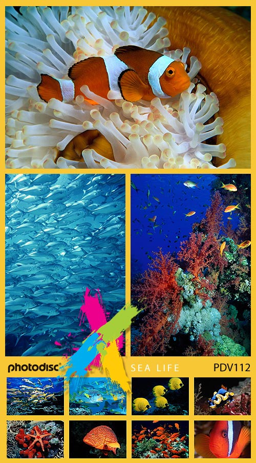 PhotoDisc V112 Sea Life