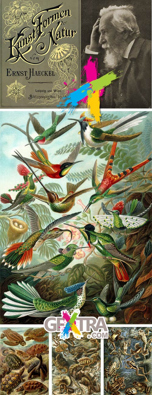 The Beauty of Forms in Nature, 1904 by Ernst Haeckel