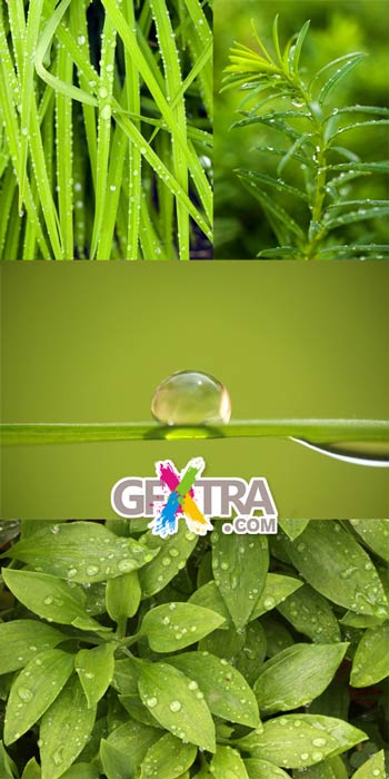 Dew 10xJPGs