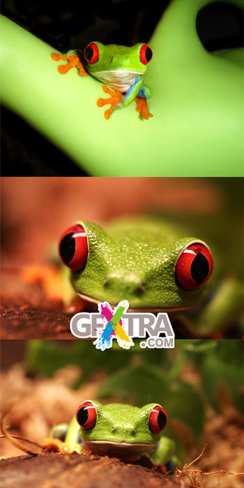 Frog 10xJPGs