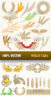 Stock Vector - Wheat Ears