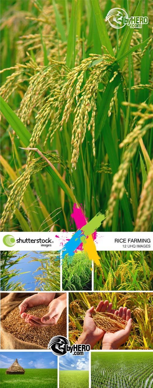 Rice Farming, 12 UHQ Images - Shutterstock