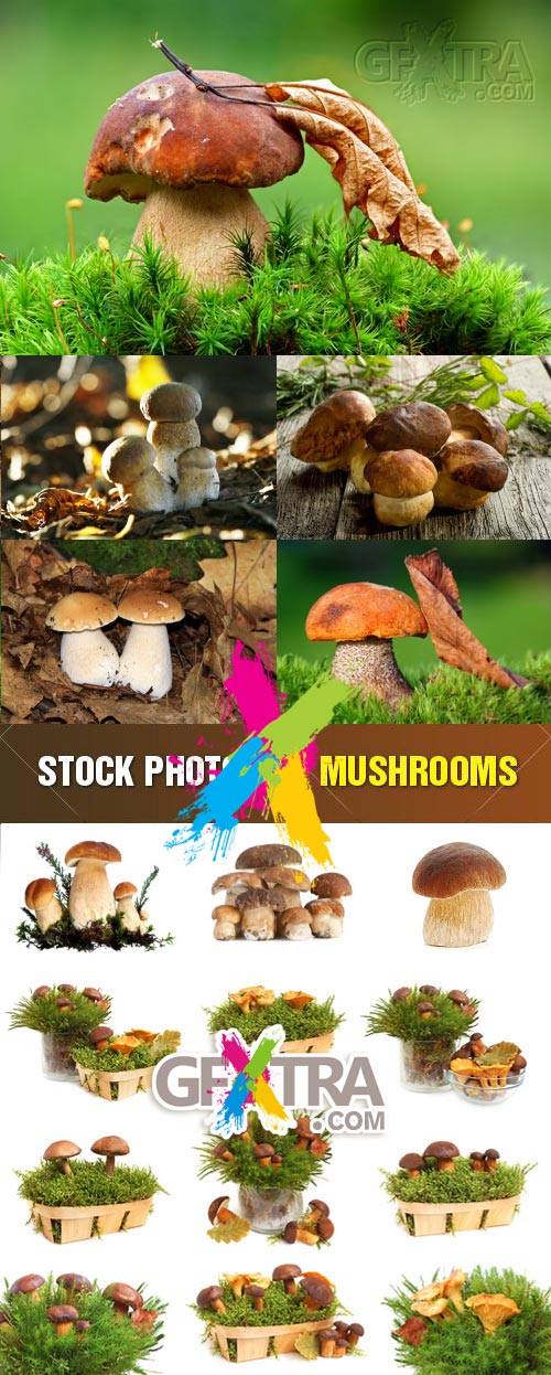 Shutterstock - Mushrooms 9xJPGs