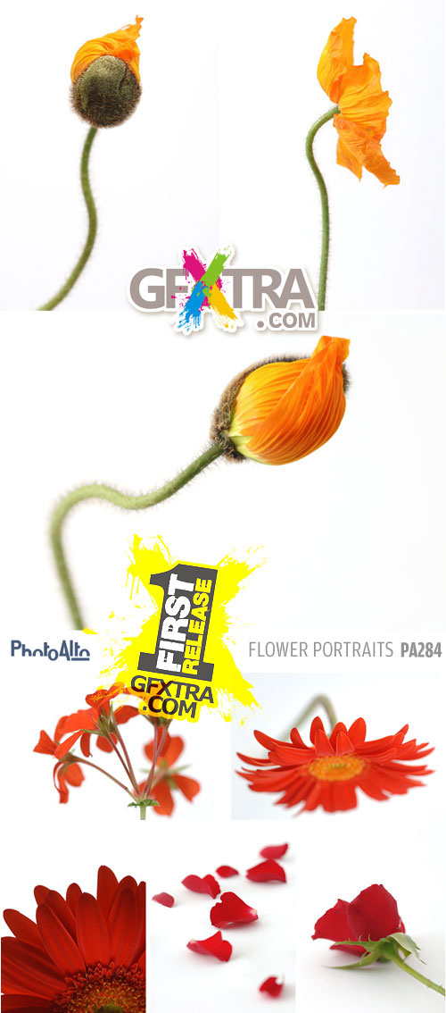 PhotoAlto PA284 Flower Portraits