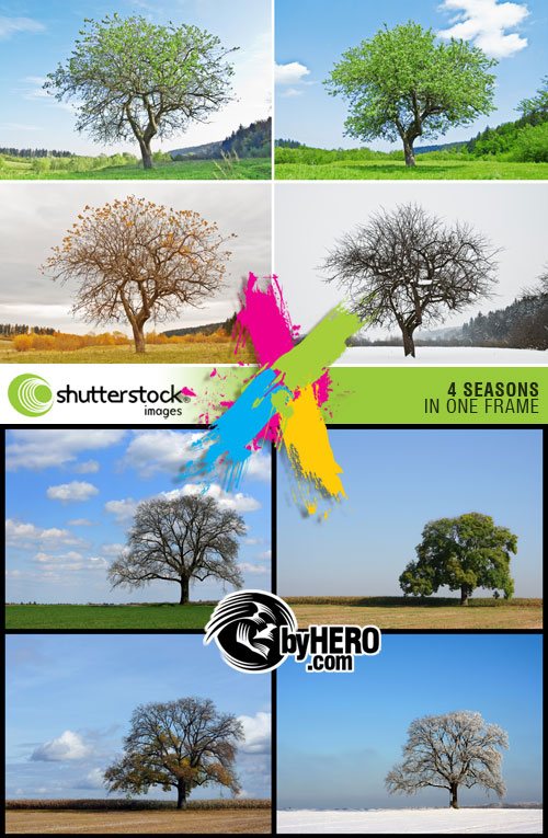 4 Seasons in 1 Frame 2xJPGs Stock Image SS