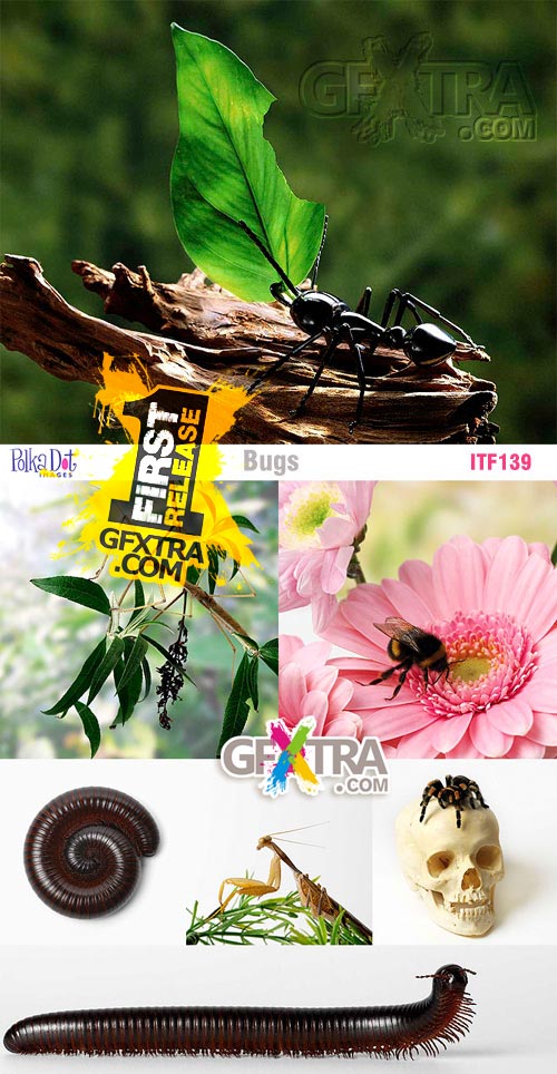 Polka Dot Images ITF139 Bugs