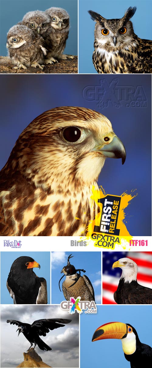 Polka Dot Images ITF161 Birds