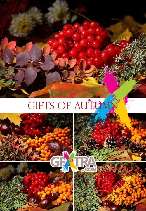 Stock Images - Gifts of Autumn 5xJPGs