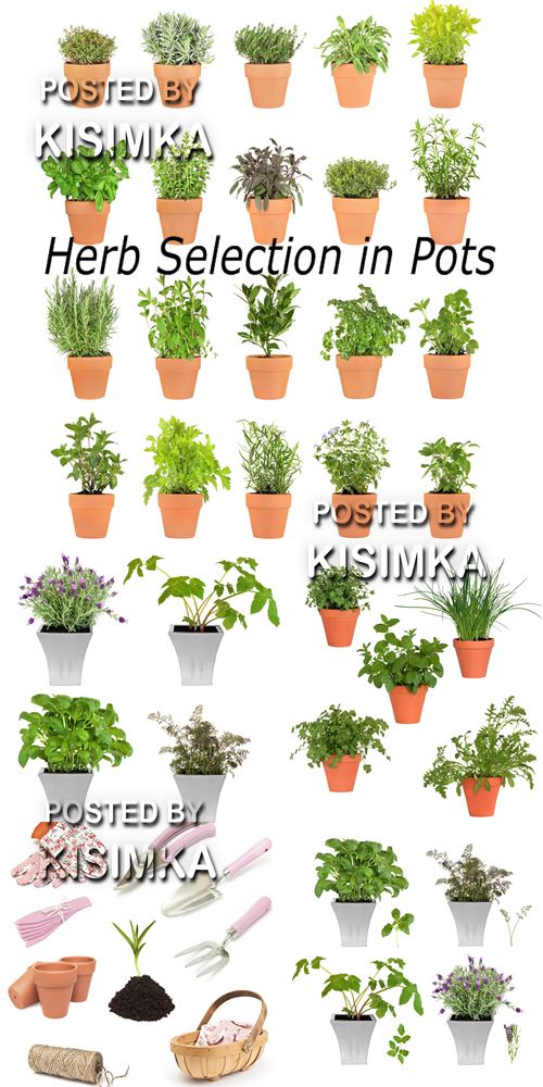 Stock Photo: Herb Selection in Pots
