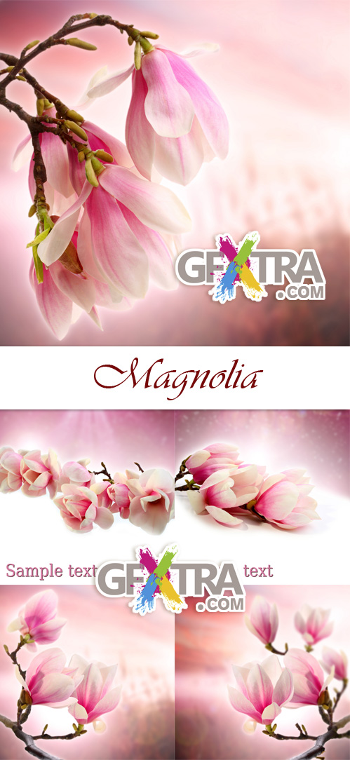 Magnolia