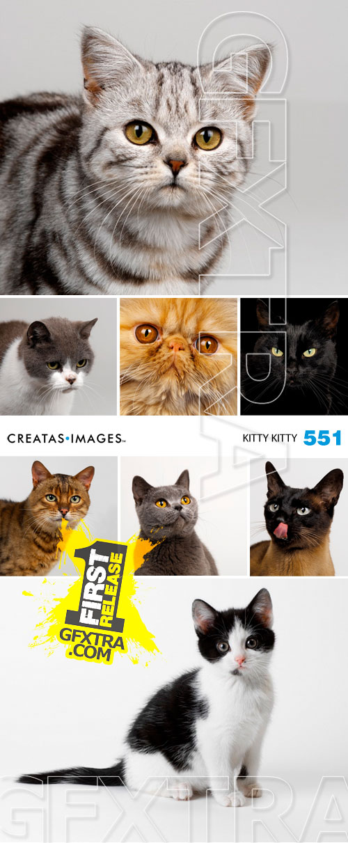 Creatas CRE551 Kitty Kitty