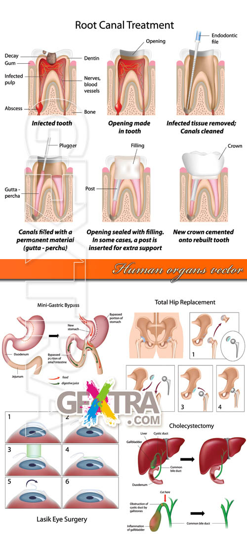 Human organs vector