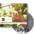 All Veer Fancy Collection! 125xDVDs