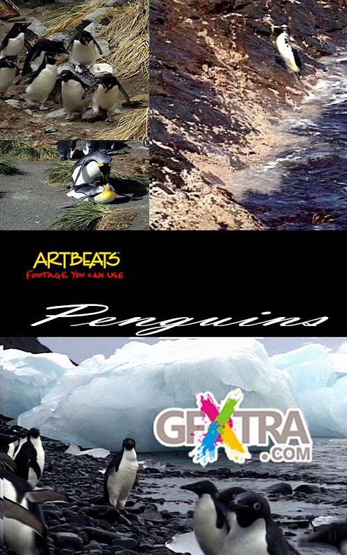 Artbeats-Penguins (V-Line) Artbeats-Penguins (V-Line)