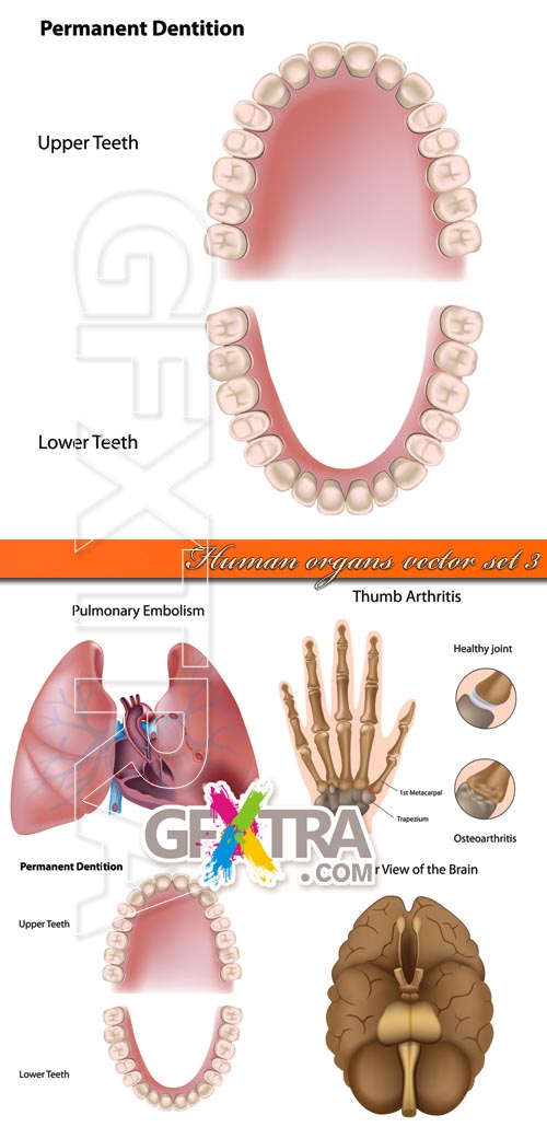 Human organs vector set 3