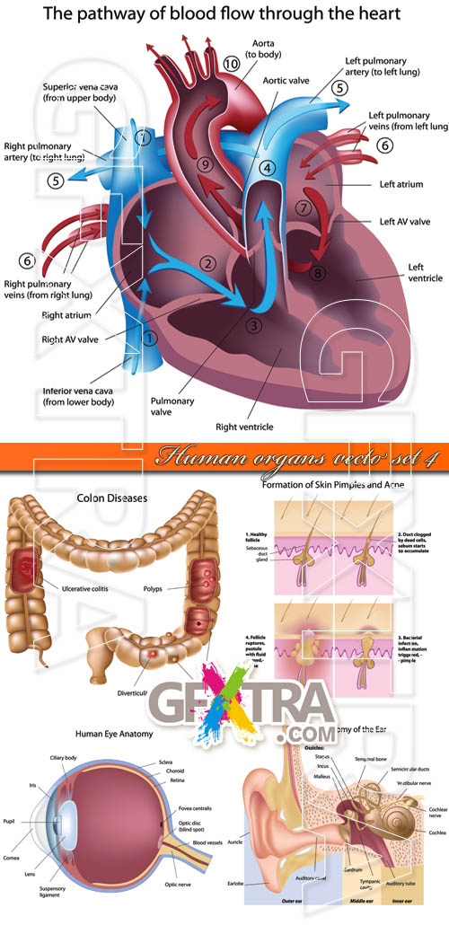 Human organs vector set 4