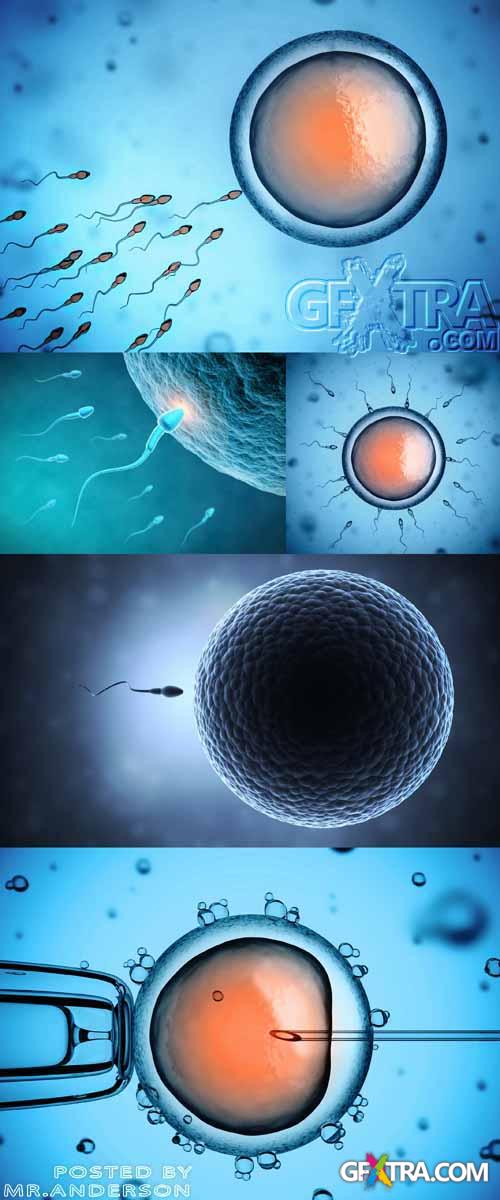 5 HQ Images Ovum And Spermatozoa
