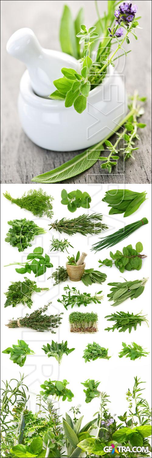 Fragrant herbs - Stock photo