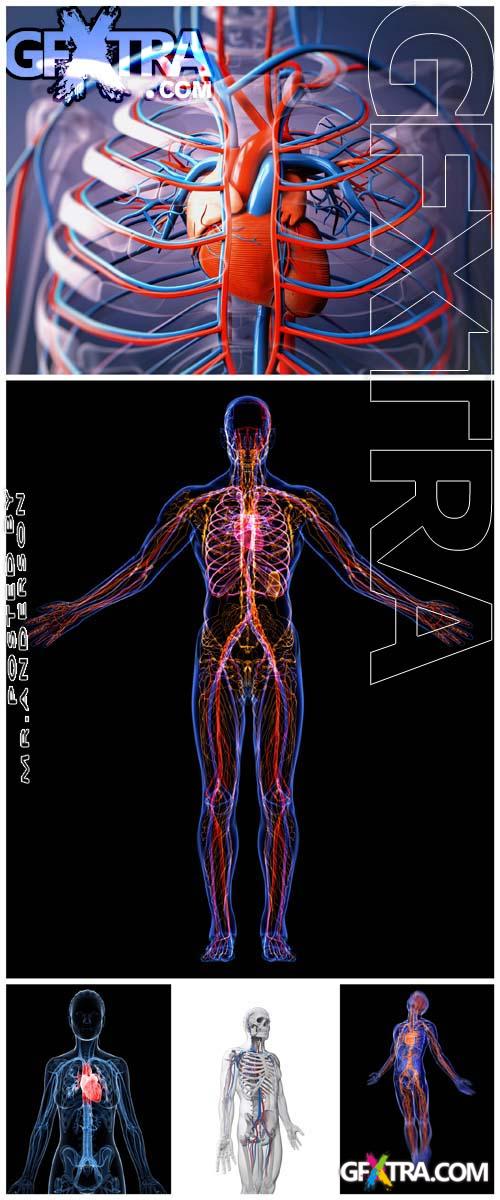 5 HQ Images Blood System#2