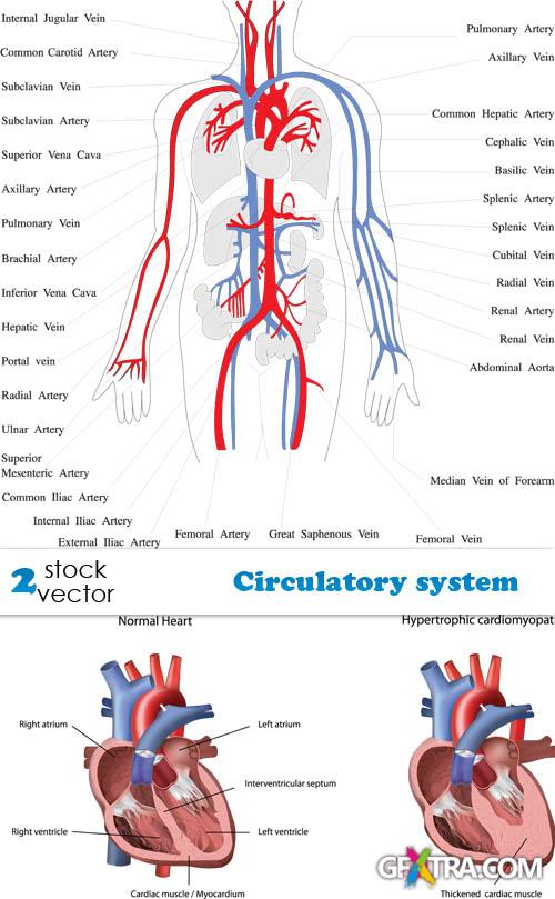 Vectors - Circulatory system Vectors - Circulatory system