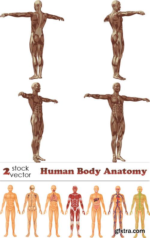 Vectors - Human Body Anatomy Vectors - Human Body Anatomy