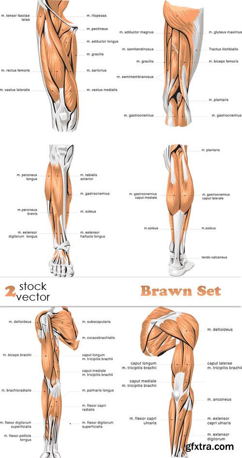 Vectors - Brawn Set