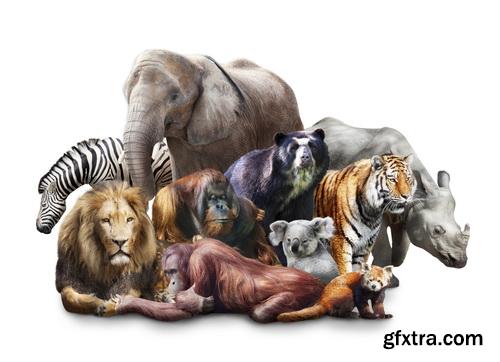 Animal Isolated Background 25xJPG