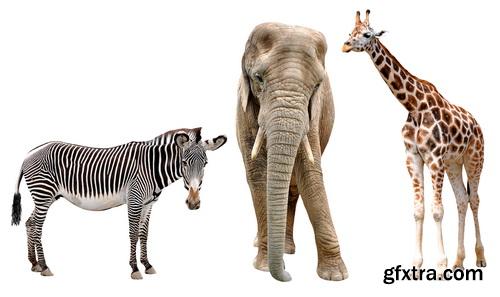 Animal Isolated Background 25xJPG