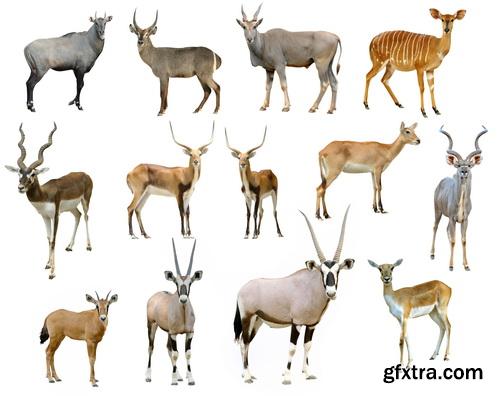 Animal Isolated Background 25xJPG