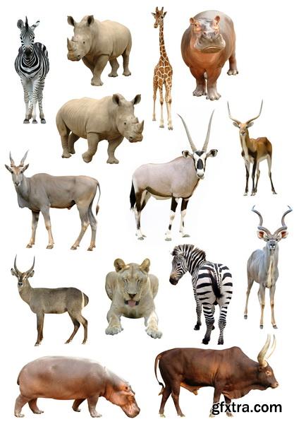 Animal Isolated Background 25xJPG
