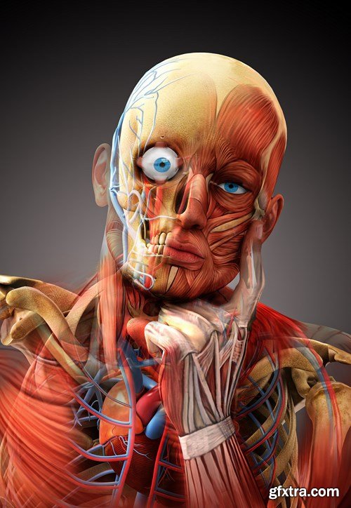 Human Body Anatomy - 25 JPEG