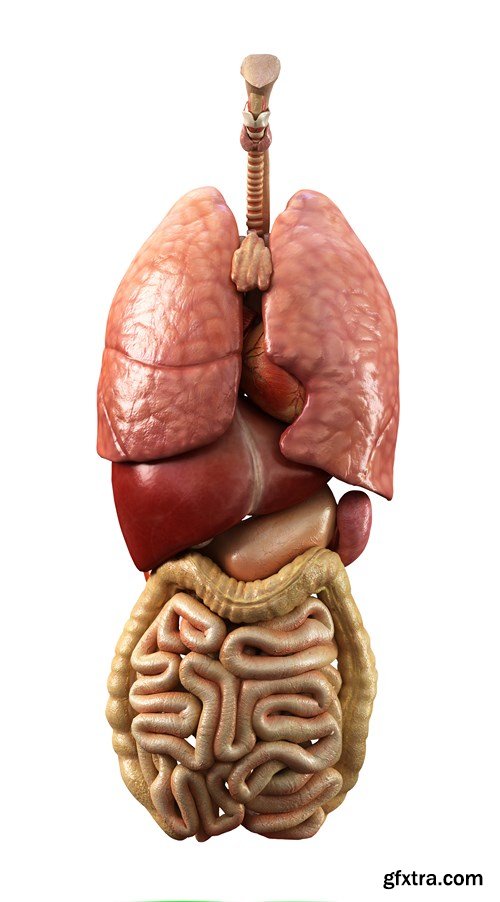 Human Body Anatomy - 25 JPEG