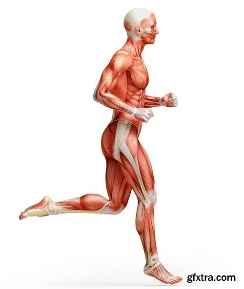 Human Body Anatomy - 25 JPEG