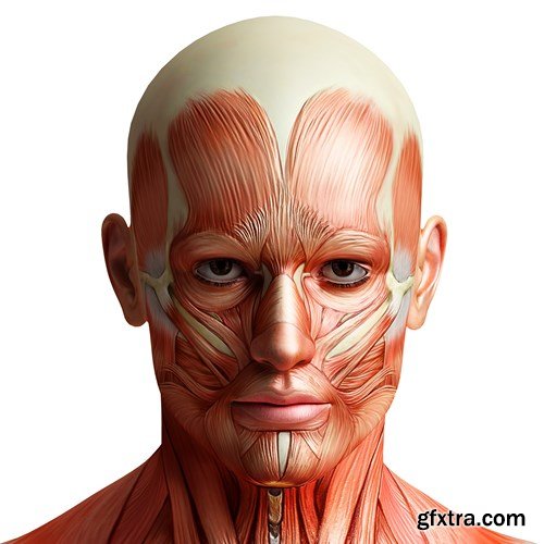 Human Body Anatomy - 25 JPEG