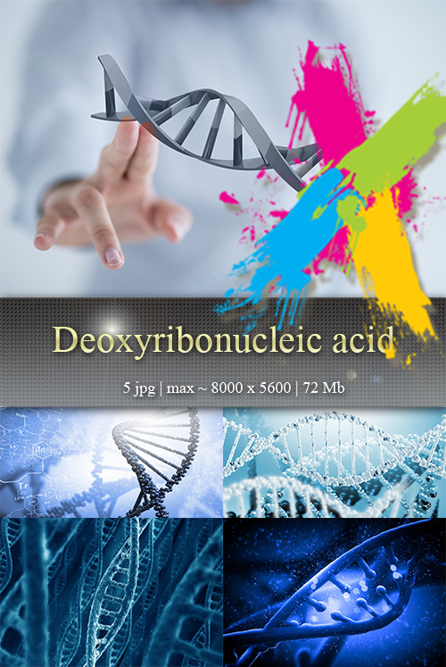 Deoxyribonucleic acid