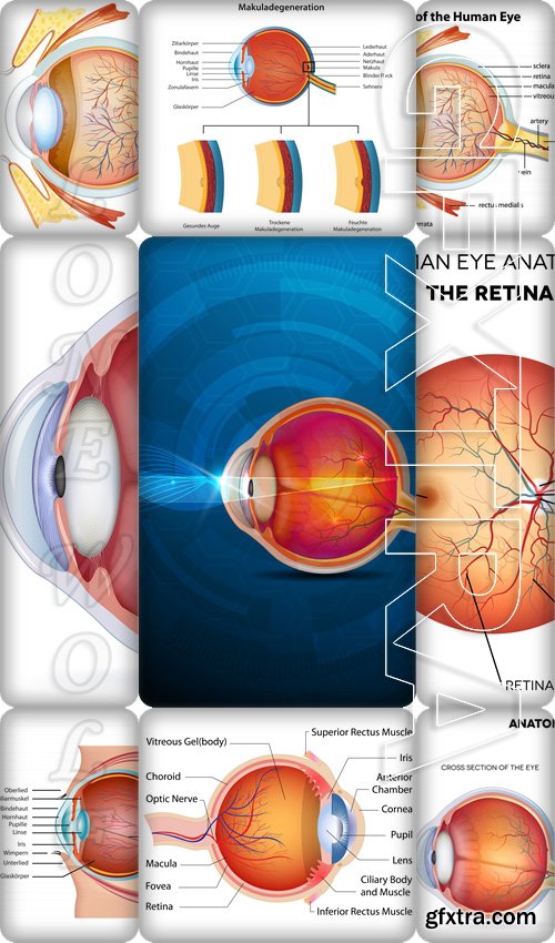 Anatomy of the eye, cross section and view of fundus, human eye cross section - Vektor photo