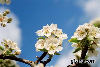 Image Source IS230 Joy of the Garden