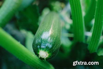 Image Source IS230 Joy of the Garden