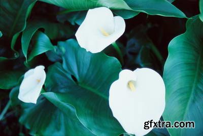 Image Source IS230 Joy of the Garden
