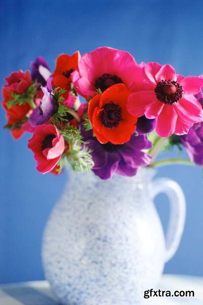 Image Source IS230 Joy of the Garden