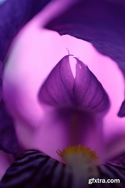 Image Source IS230 Joy of the Garden