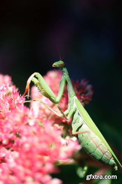 Image Source IS230 Joy of the Garden