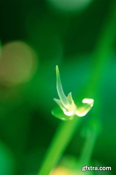 Image Source IS230 Joy of the Garden