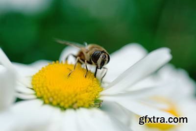 Image Source IS230 Joy of the Garden