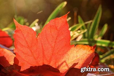 Image Source IS230 Joy of the Garden