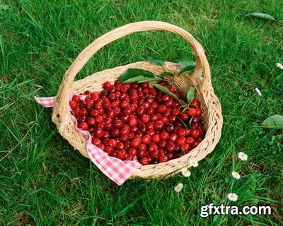 Image Source IS230 Joy of the Garden