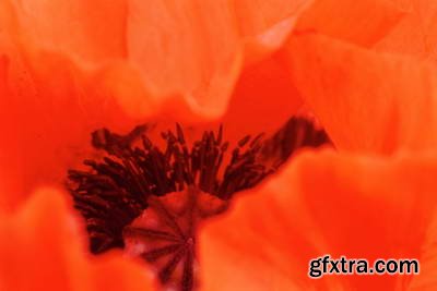 Image Source IS230 Joy of the Garden