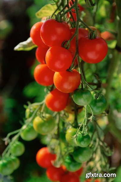 Image Source IS230 Joy of the Garden