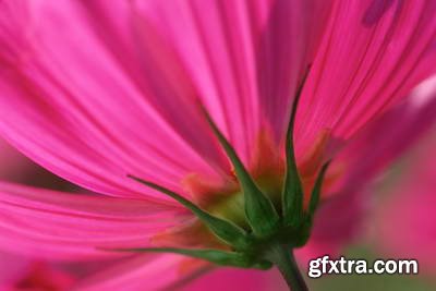 Image Source IS230 Joy of the Garden
